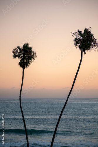 palmtree of los angeles 4