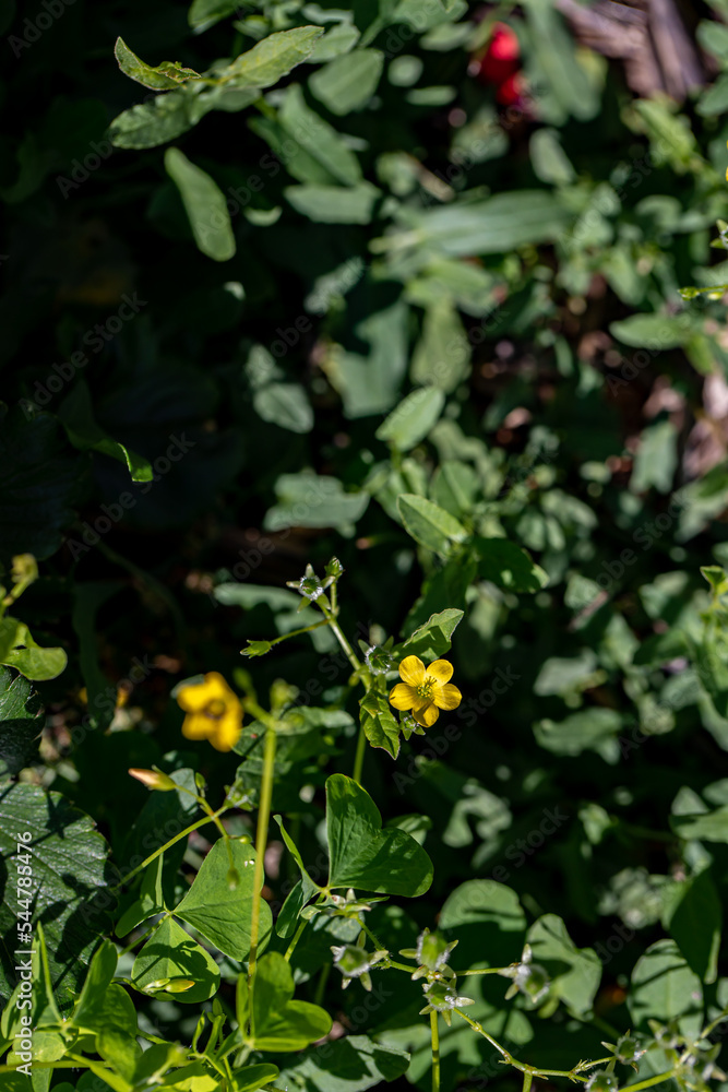 Oxalis dillenii flower growing in meadow Oxalis dillenii flower growing in meadow