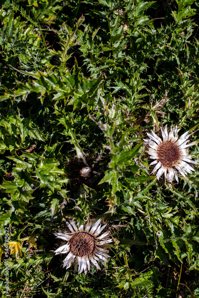 Carlina acaulis flower growing in meadow Carlina acaulis flower growing in meadow