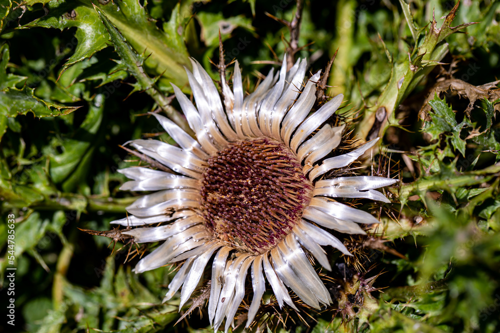 Carlina acaulis flower growing in meadow Carlina acaulis flower growing in meadow