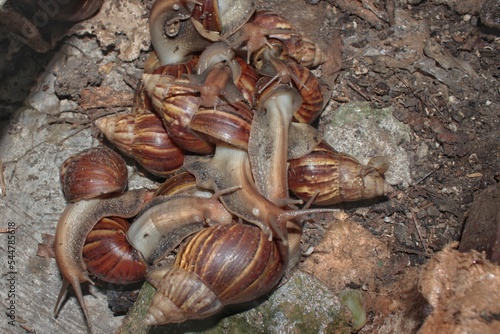 snail or achatina fulica walking on the ground