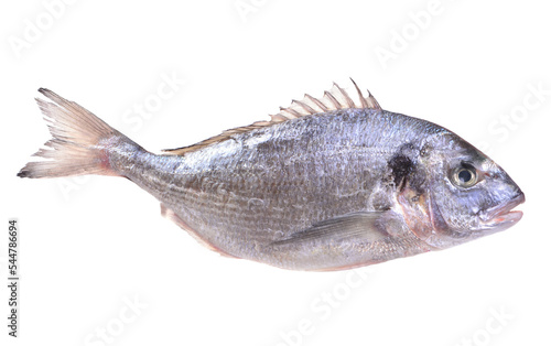 Canvas Print Dorado fish isolated on white