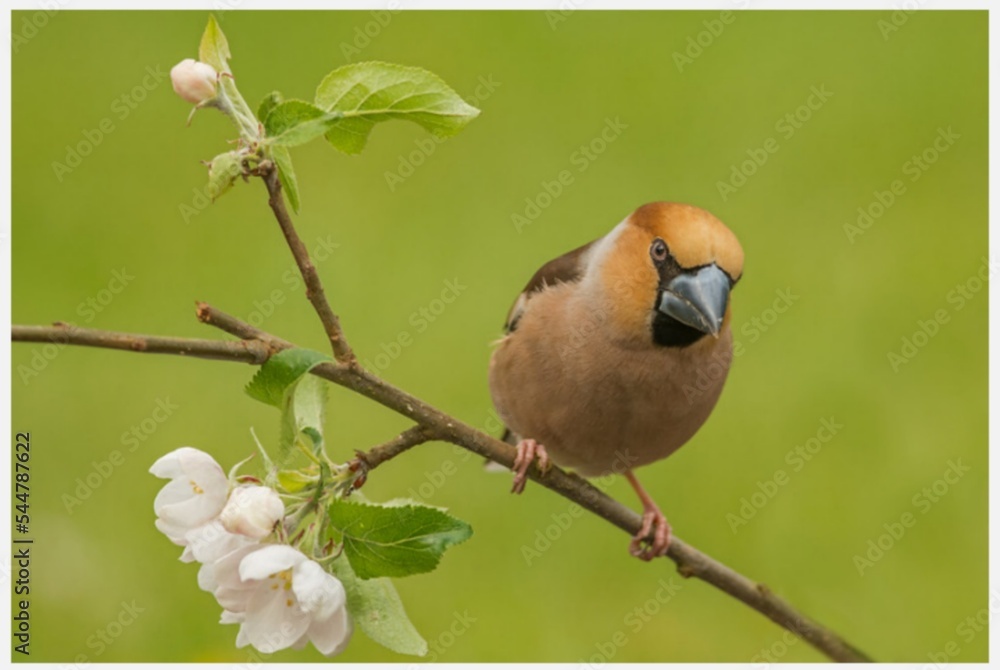 Fototapeta premium robin perched on a branch