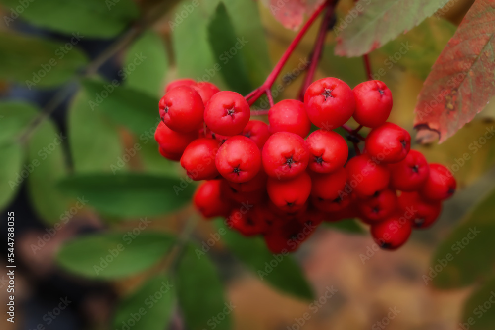 Hanging bunch of red rowan berries. Close-up Hanging bunch of red rowan berries. Close-up