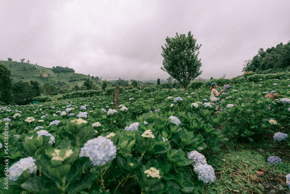 field of hydrangea flowers