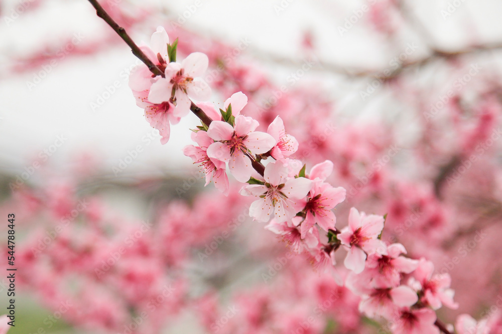 peach blossoms a bouquet of pink peach blossoms, beautifully divided. peach blossoms a bouquet of pink peach blossoms, beautifully divided.