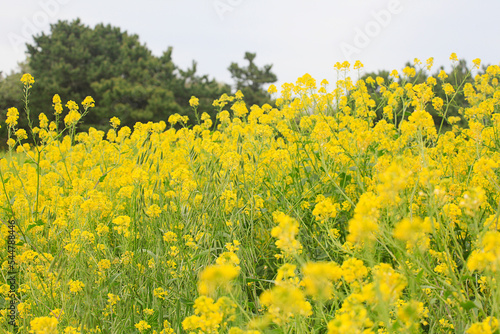 Mustards Flower bright yellow mustard flowers  a Symbol of welcoming spring