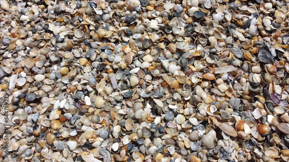 shells on a beach background shells on a beach background