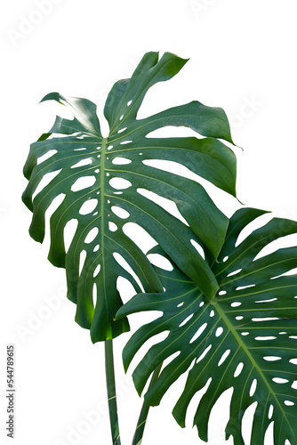 Fresh leaves of monstera plant lie on isolated white background with copy space and clipping path.