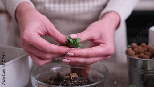 Woman holding small Haworthia Succulent rooted cutting ready for potting transplanting photo