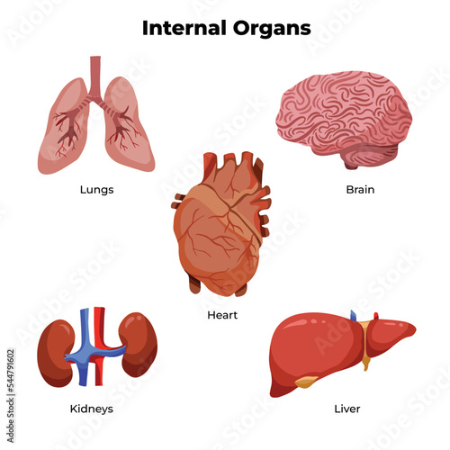 Illustrations set of human internal main organs like brain, lungs, heart, liver, and kidneys. Medical doctor themed for educational drawing with vector cartoon style colored pictogram isolated.