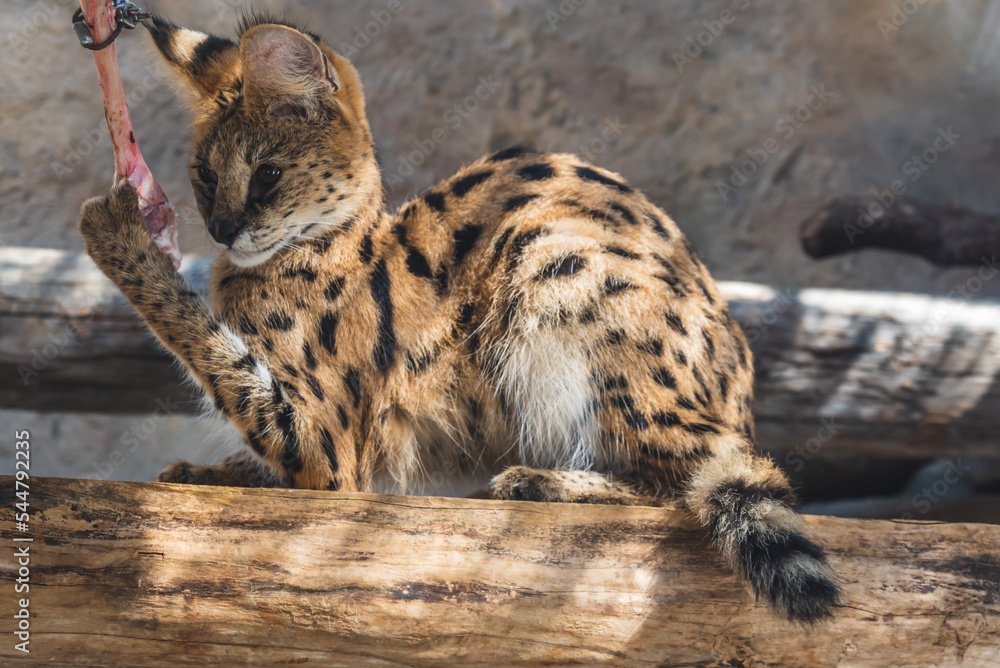 動物園の動物 動物園の動物