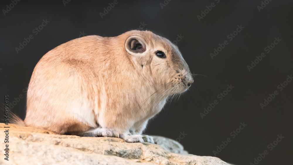 Fototapeta premium 動物園の動物
