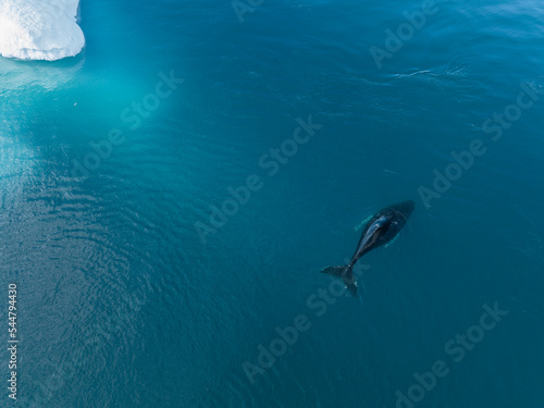 Ballenas yubartas descansando entre los icebergs a vista de drone. © Néstor Rodan