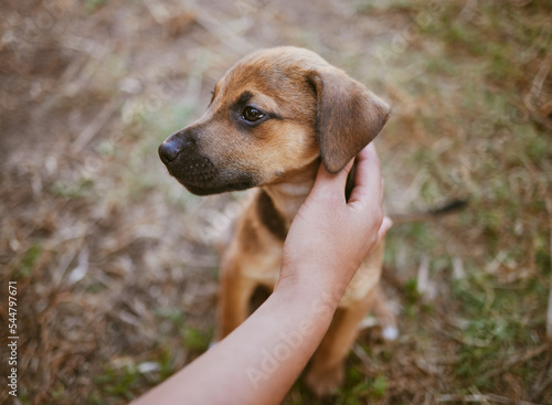 Woman, hand or touching dog in garden, backyard lawn or park grass in homeless adoption choice, sale or foster promotion. Zoom, customer or pet animal, puppy or canine mixbreed in rescue shelter help photo