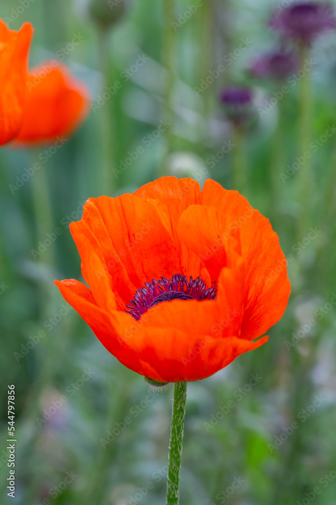 Obraz premium Blooming orange flower of oriental poppy on a green background macro photography on a summer day. Large papaver orientale with red petals close-up photo in summertime.