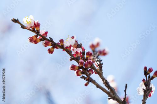 Close up of blooming spring branches with flowers nature