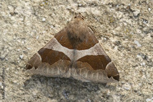 Closeup of the passenger geometer moth, Dysgonia algira sitting on wall