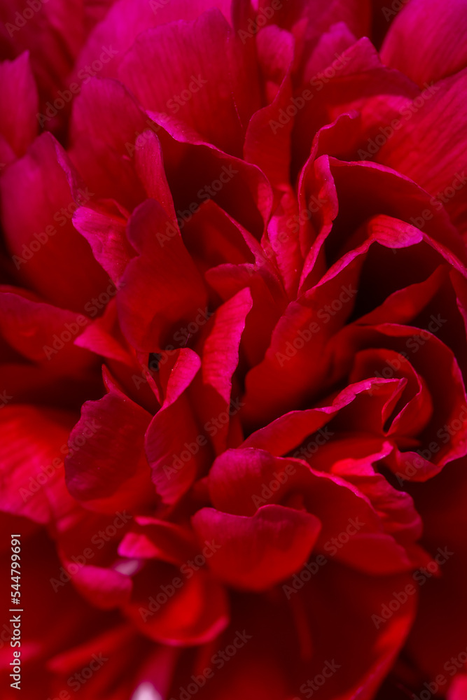 Blossom red peony flower on a summer sunny day macro photography. Garden fluffy peony with red petals in the summer close-up photo. Big paeony flower on a green background nature wallpaper. Blossom red peony flower on a summer sunny day macro photography. Garden fluffy peony with red petals in the summer close-up photo. Big paeony flower on a green background nature wallpaper.