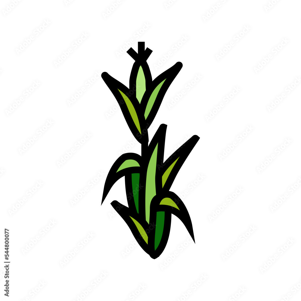 corn plant green color icon vector. corn plant green sign. isolated symbol illustration