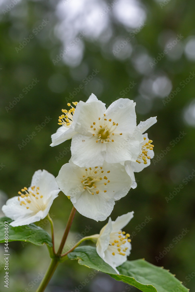 Obraz premium A branch of blooming English dogwood flower with raindrops macro photography. Sweet mock orange plant with wjite petals on a branch of a flowering plant close-up photo.