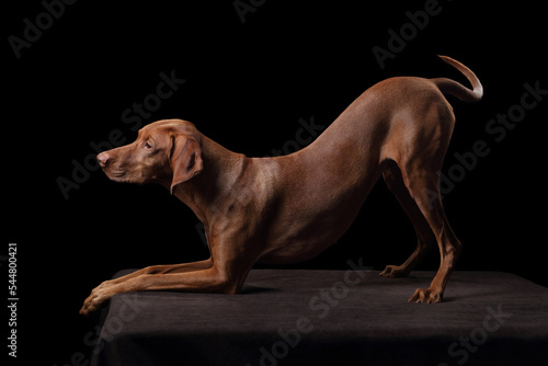 Beautiful hungarian vizsla dog on a dark background in the studio