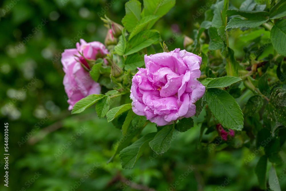 Blossom purple rose flower with raindrops macro photography on a sunny summer day. Wet garden rose with water drops on a pink petals close-up photo in the summertime. Tender rosa floral background. Blossom purple rose flower with raindrops macro photography on a sunny summer day. Wet garden rose with water drops on a pink petals close-up photo in the summertime. Tender rosa floral background.