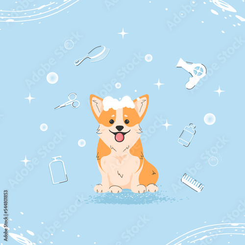 Cute corgi dog with bubbles in flat style. Pet grooming illustration for content, label, banner, greeting card. Vector