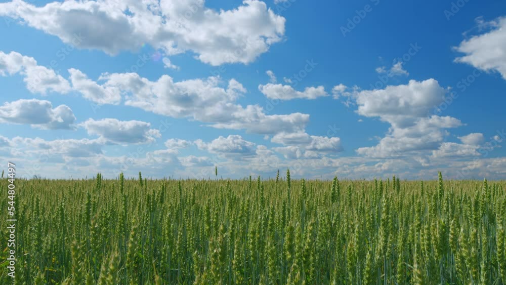 Blue sky and clouds. Bright green wheat field blowing in a delicate ...