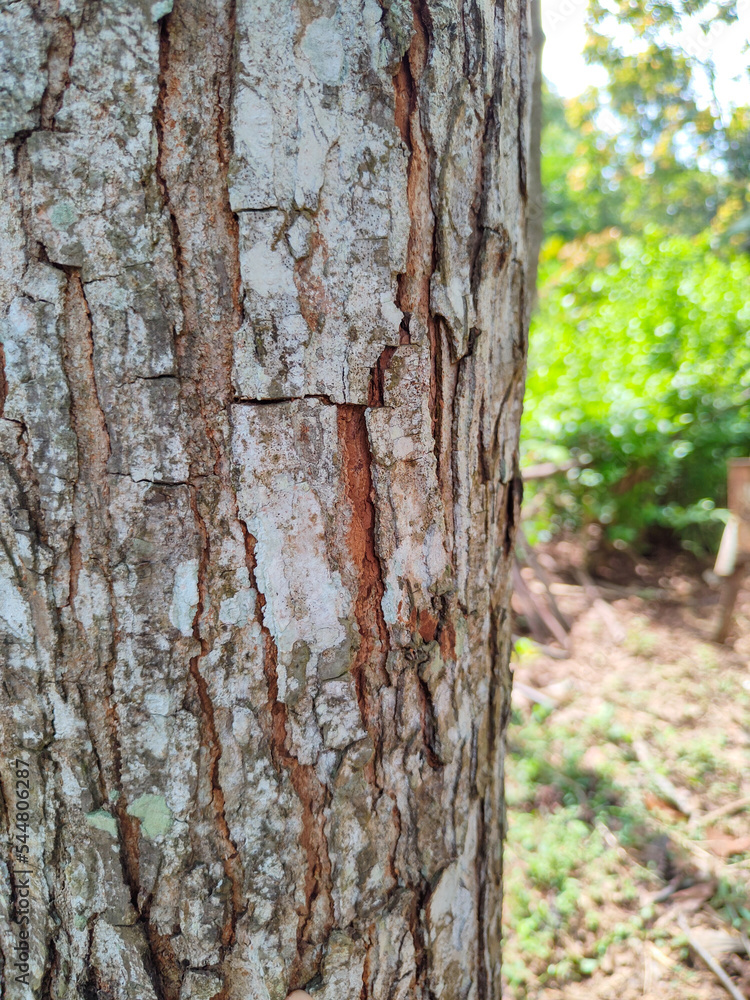 Fototapeta premium tree in the garden stock photo