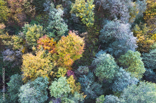Watercolor textured aerial shot of a forest in the italin alps in fall season.