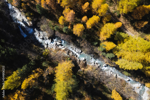 Mountain stream seen from above surrounded by colorful larches in autumn.