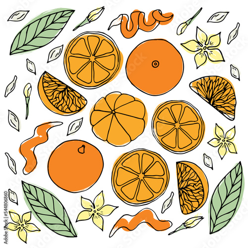 Set of Vector color Oranges, mandarins or tangerines isolated on white. Black contour elements. Ingredients for lemonade, jam, new year or christmas design. Hand drawn doodle simple fruit clipart