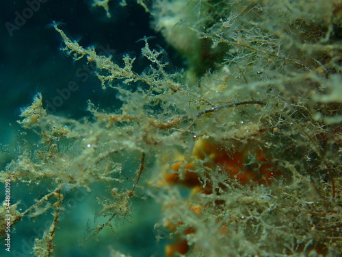 Grapevine hydroid or botryoid stickhydroid (Eudendrium racemosum) close-up undersea, Aegean Sea, Greece, Halkidiki photo