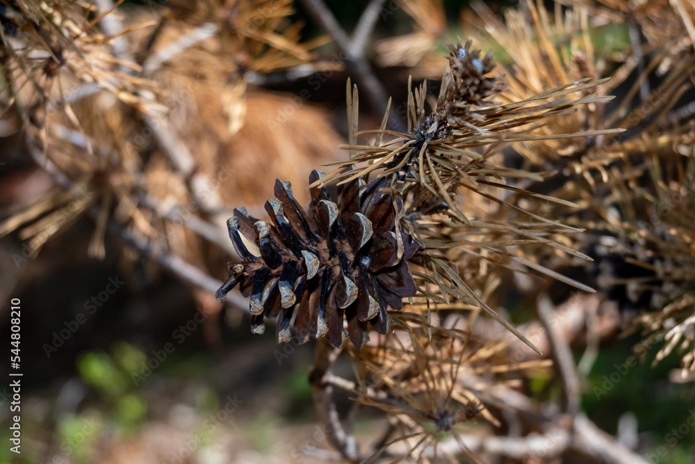 Brown isolated pine cone on a pine tree with brown needles and a bokeh ...