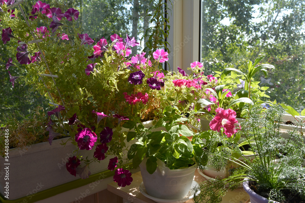 Flowering garden on the balcony in sunny summer day. Petunia flowers and other plants grow in pots and containers