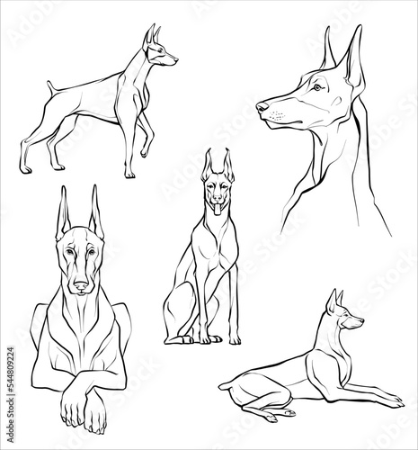 Set. Doberman dog in different poses. Illustration of a black and white sketch. Vector.