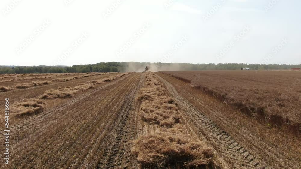 Aerial shot camera flying low over stripe of spikes lying on the field bihind the harvester harvesting wheat. Seen forest belt and other harvesters in dintance. Young sunny autumn Aerial shot camera flying low over stripe of spikes lying on the field bihind the harvester harvesting wheat. Seen forest belt and other harvesters in dintance. Young sunny autumn