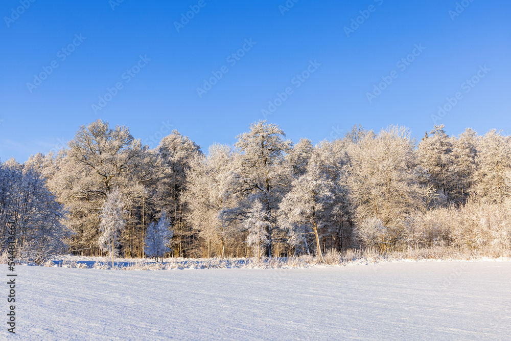 Field with snow by a frosty forest a sunny winter day Field with snow by a frosty forest a sunny winter day