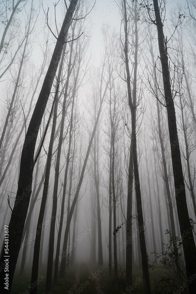 Obraz premium The fog.Silhouettes of trees in the fog.Morning.Dense fog.Almost invisible.Misty autumn morning.