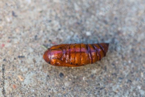 Pupa moth from the family owlet moths Noctuidae. Caterpillars of this species are pests of most crops.