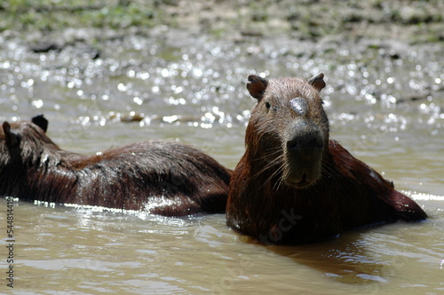 capybara Beni River Bolivia dschungle wildlife nature photo