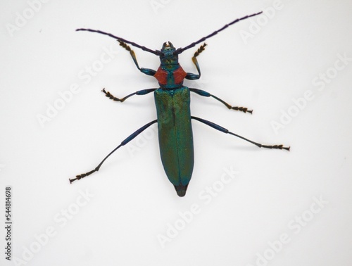 Escarabajo almizclero , escarabajo de cuernos largos, Aromia moschata aislado en fondo blanco