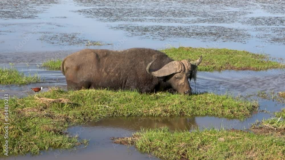 Grazing water buffalo in the lake of the Amboseli National Park, Kenya Grazing water buffalo in the lake of the Amboseli National Park, Kenya