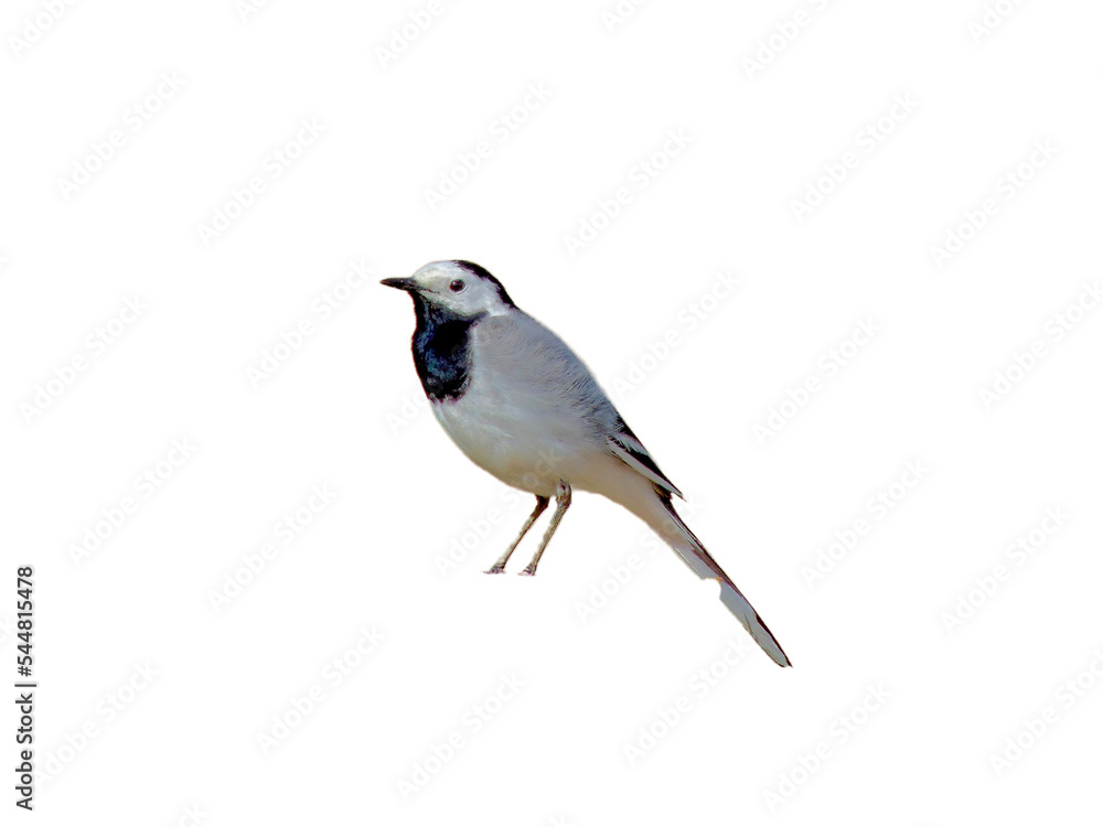 wagtail bird isolated on white background wagtail bird isolated on white background