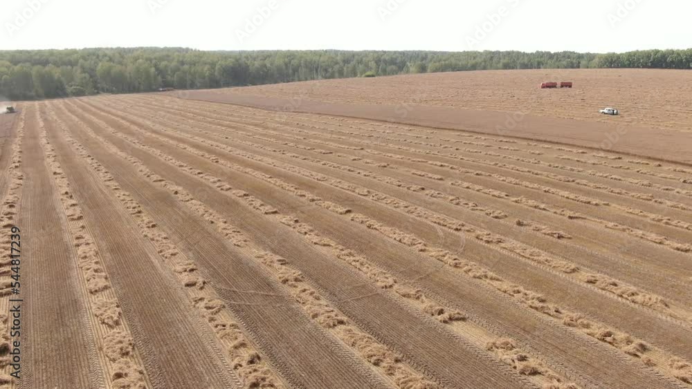 Aerial shot of harvesting harvesters and stripes of spikes lying on the field when camera flies around pt 2. Young sunny autumn. Camera looking side, seen horizon, forest belts and other fields, truc Aerial shot of harvesting harvesters and stripes of spikes lying on the field when camera flies around pt 2. Young sunny autumn. Camera looking side, seen horizon, forest belts and other fields, truc