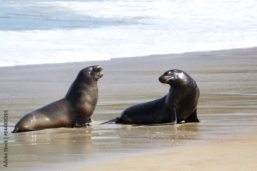 Fototapeta premium New Zealand Sea Lions