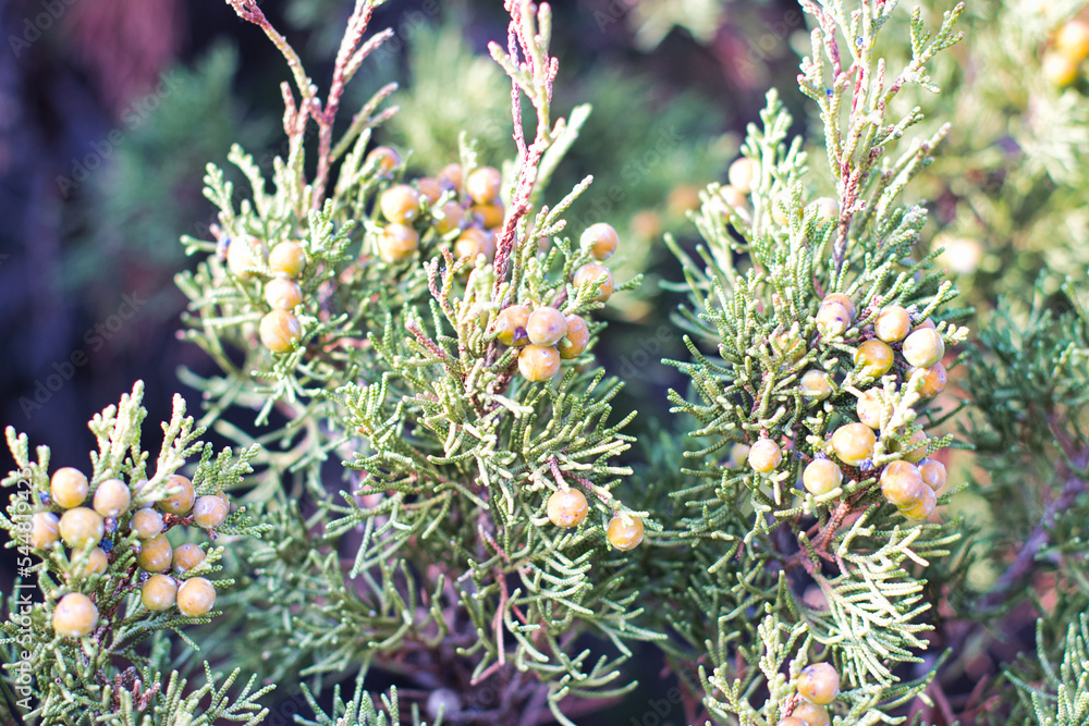 juniper berries on the tree juniper berries on the tree