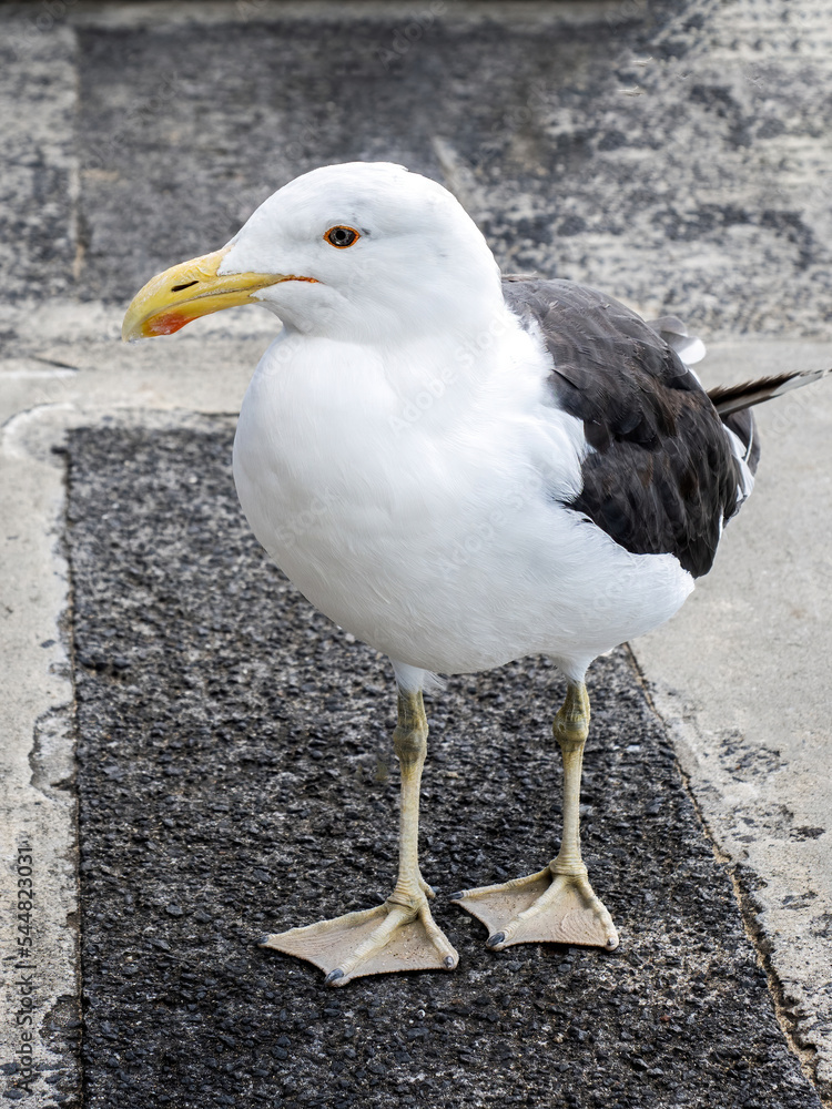 View of curious southern black-backed seagull walking towards camera View of curious southern black-backed seagull walking towards camera