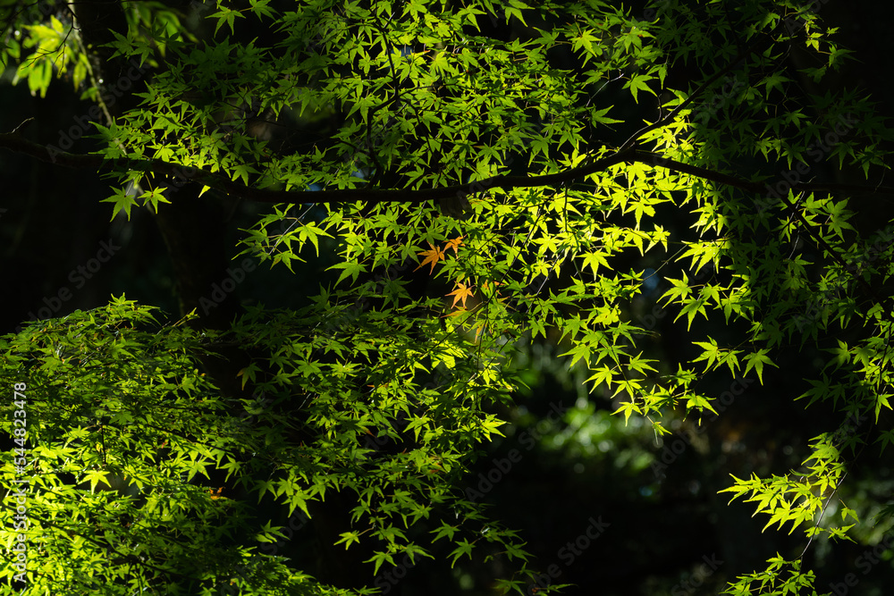 Fototapeta premium 緑の中に赤い葉っぱ